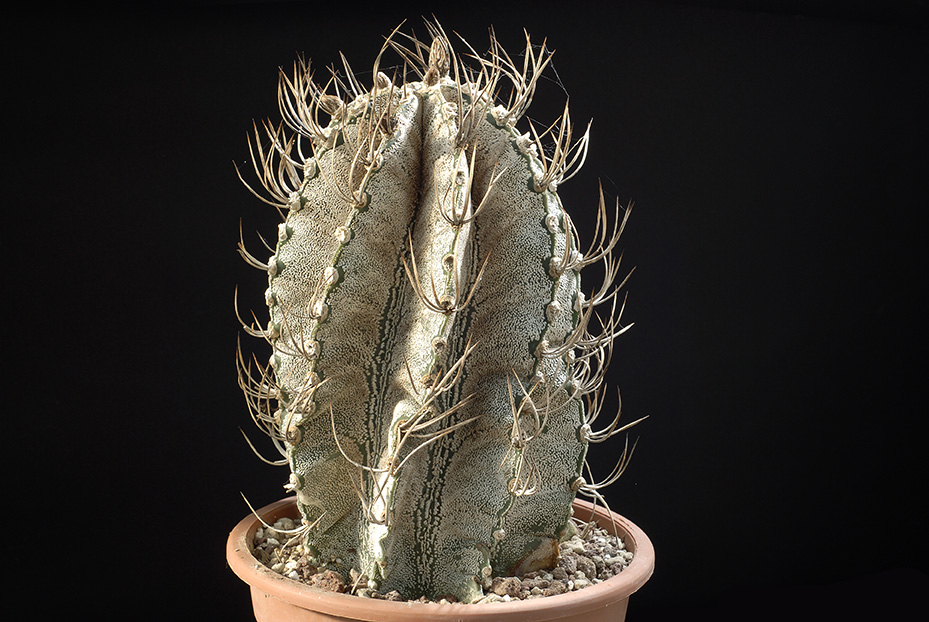 Astrophytum capricorne d. 13 h 23 100.00 €.jpg